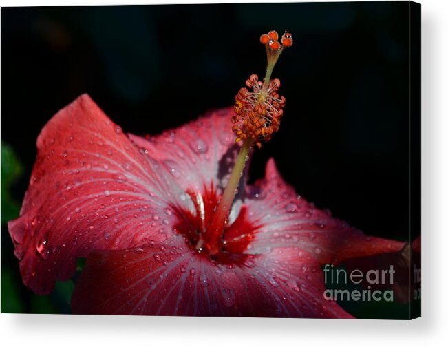  Acrylic Print featuring the photograph 9- Hibiscus by Joseph Keane