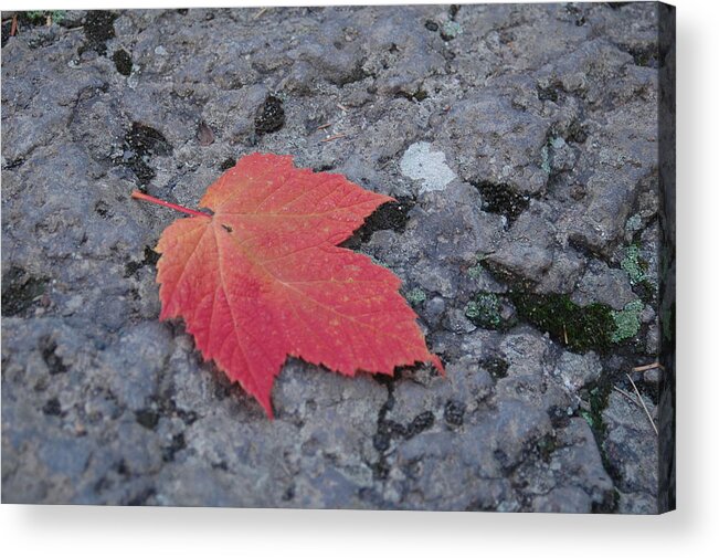 Leaf Acrylic Print featuring the photograph Untitled #9 by Kathy Schumann