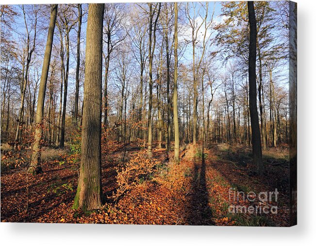 A Beech Woodland Autumn Uk Autumn Colours Uk Autumn Colours Glorious Sunshine In English British Britain England Tree Trees Leaf Blue Sky Countryside Landscape Tranquil Calm Golden Leaves Tall Beech Winter Acrylic Print featuring the photograph A beech woodland autumn UK by Julia Gavin