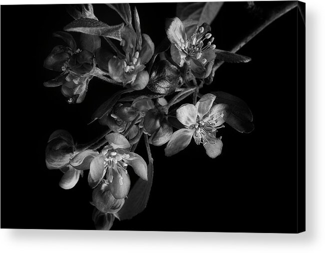 Flower Acrylic Print featuring the photograph A Black And White Spring by Mike Eingle