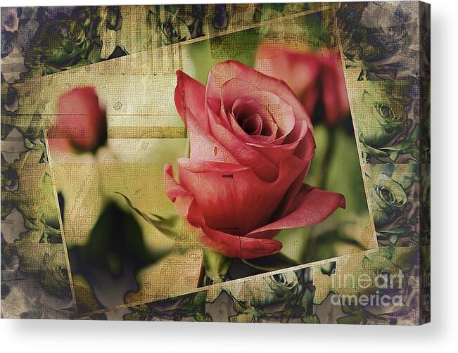 Rose Acrylic Print featuring the photograph A Boxed Beauty by Clare Bevan