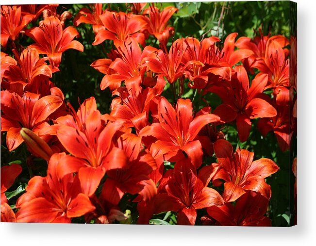Colourful Lillies Acrylic Print featuring the photograph A burst of colour by David Barker