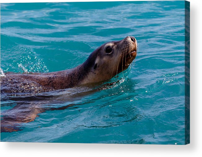 Sea Lion Acrylic Print featuring the photograph A Casual Look by Robert Caddy