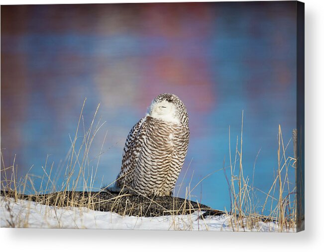 Snowy Owl Snowyowl Owls Colorful Water Atlantic Ocean Providence Ri Rhode Island New England Newengland Outside Outdoors Nature Natural Wild Life Wildlife Reflections Water Sea Seaside Snow Closeup Bird Ornithology Acrylic Print featuring the photograph A Colorful Snowy Owl by Brian Hale