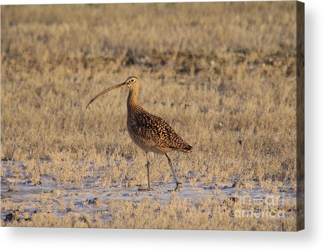 Bird Acrylic Print featuring the photograph A Curlew taking a walk by Jeff Swan