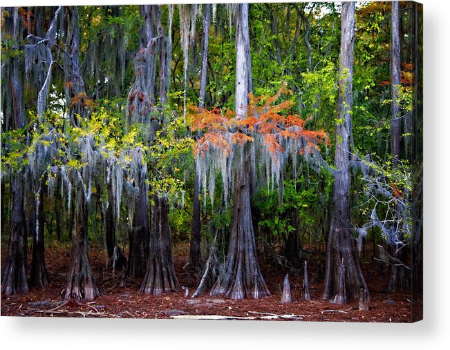Uncertain Acrylic Print featuring the digital art A Cypress Fall by Lana Trussell