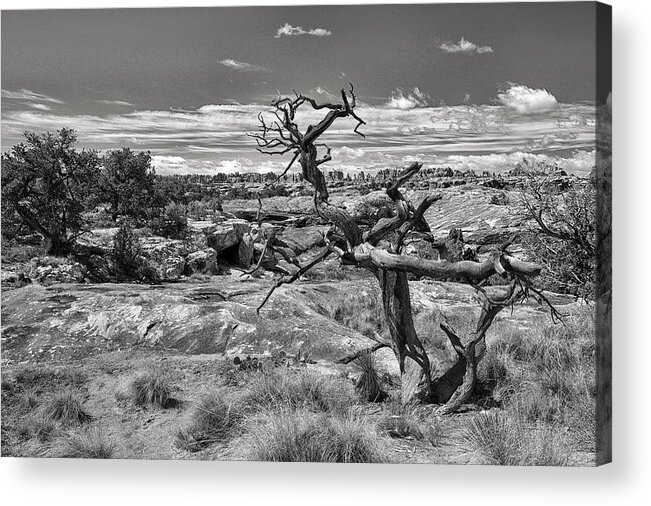Canyonlands National Park Acrylic Print featuring the photograph Textures and Twists by Art Cole