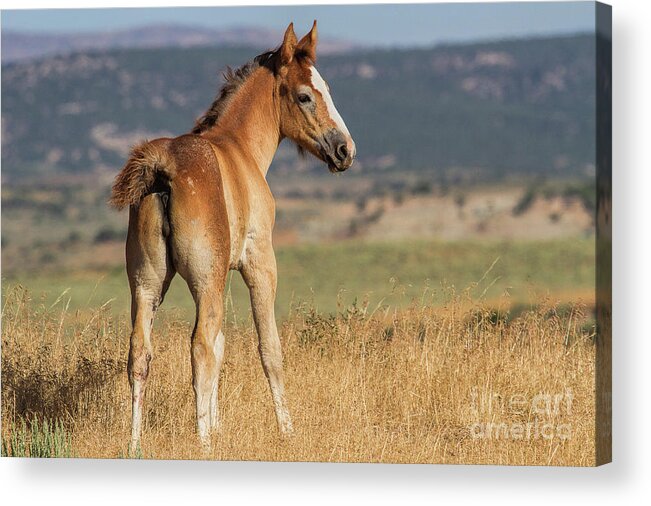 Foal Acrylic Print featuring the photograph A Fancy Filly by Jim Garrison