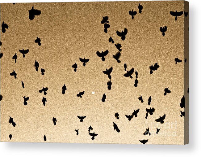 Flock Acrylic Print featuring the photograph A Flight of Grackles Circling the Moon by John Harmon