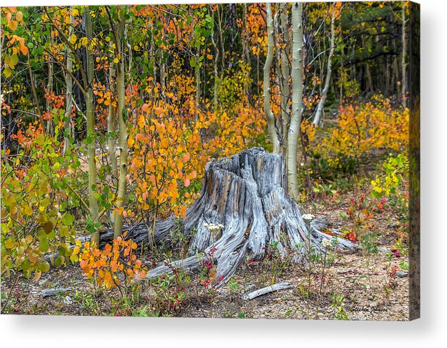 Aspen Acrylic Print featuring the photograph A Forest of Color by Stephen Johnson