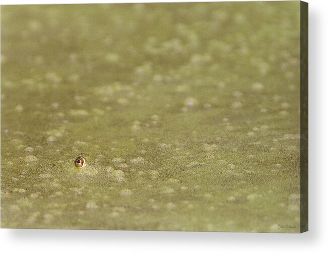Amphibian Acrylic Print featuring the photograph A Frogs Eye in Pond Muck by John Harmon