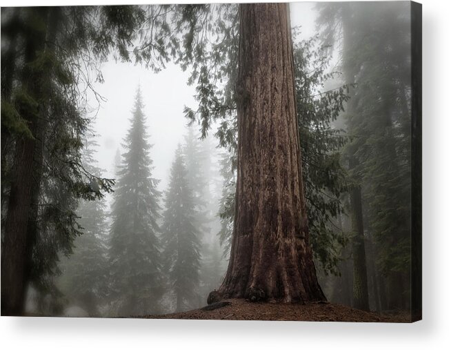 Sequoias Acrylic Print featuring the photograph A Giant in the Fog by Belinda Greb