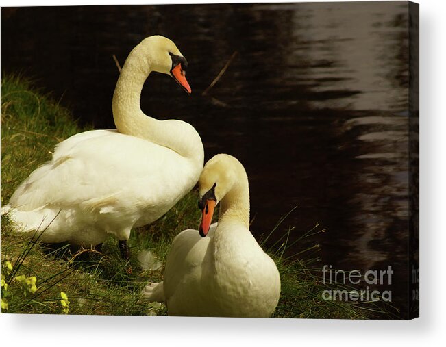 Mute Swan Acrylic Print featuring the photograph A Handsome Pair by Cassandra Buckley