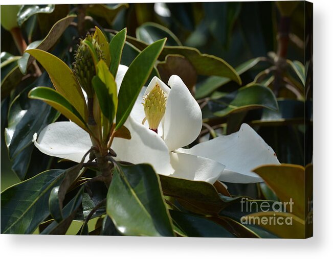 A Hidden Beauty Acrylic Print featuring the photograph A Hidden Beauty by Maria Urso