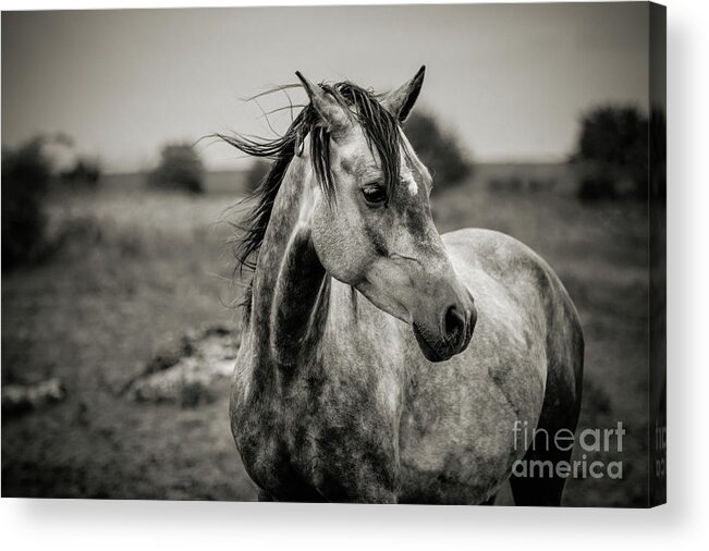 Horse Acrylic Print featuring the photograph A horse in profile in black and white by Dimitar Hristov