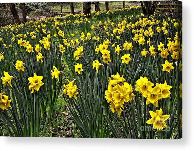 Daffodils Acrylic Print featuring the photograph A Host of Golden Daffodils by Martyn Arnold