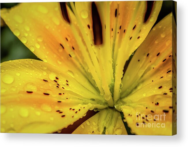 Summer Floral Acrylic Print featuring the photograph A lily's heart by Claudia M Photography