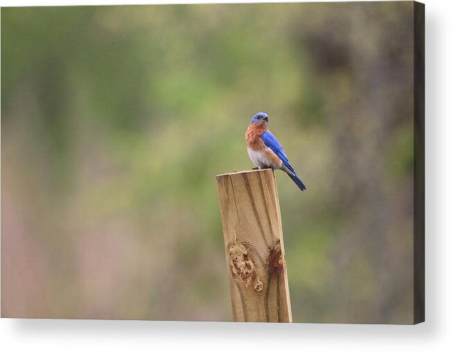 Eastern Bluebird Acrylic Print featuring the photograph A Little Bluebird by Living Color Photography Lorraine Lynch