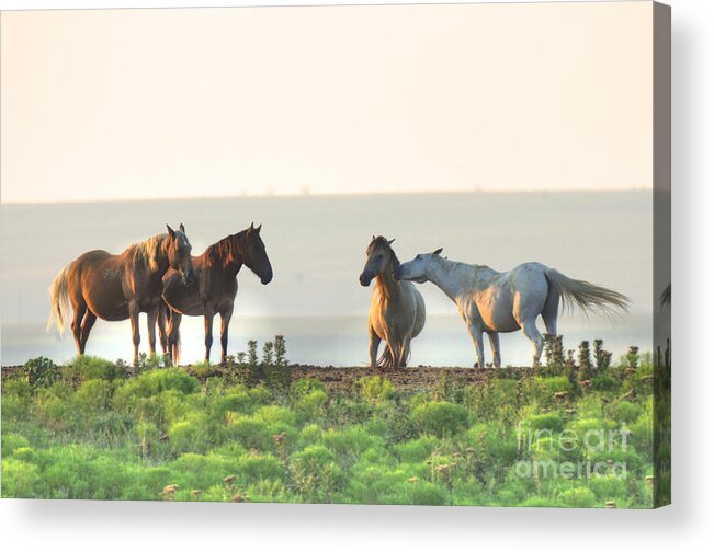  Acrylic Print featuring the photograph A Little Love Bite by Jean Hutchison