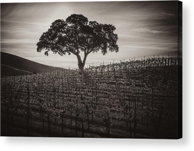 Paso Robles Acrylic Print featuring the photograph A Little More Quiet by Joseph Smith