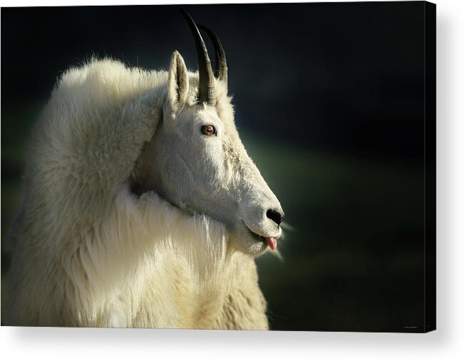 A Acrylic Print featuring the photograph A Little Slip Of The Tongue by Brian Gustafson