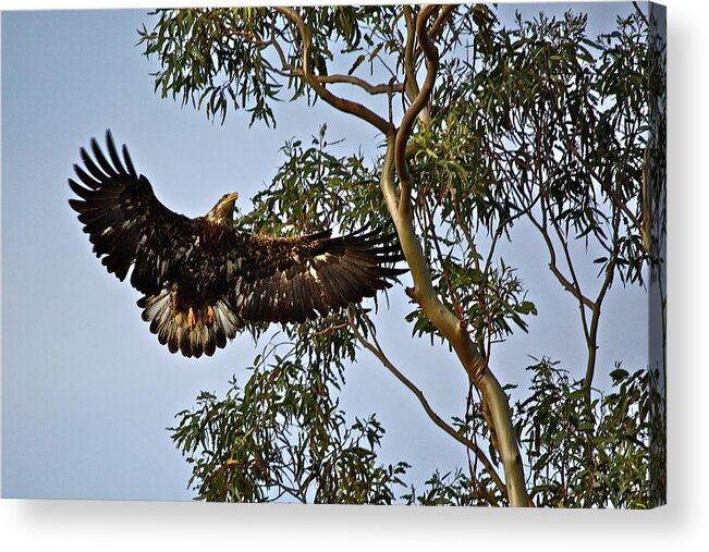 Eagle Acrylic Print featuring the photograph A Local Star by Diana Hatcher