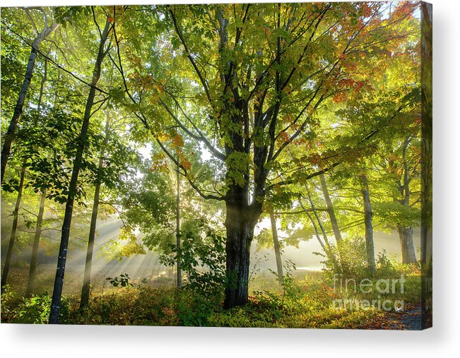 Misty Acrylic Print featuring the photograph A Misty Fall Morning by Alana Ranney