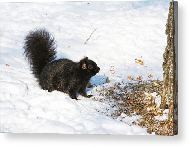 Squirrel Acrylic Print featuring the photograph A moment of decision by Tatiana Travelways