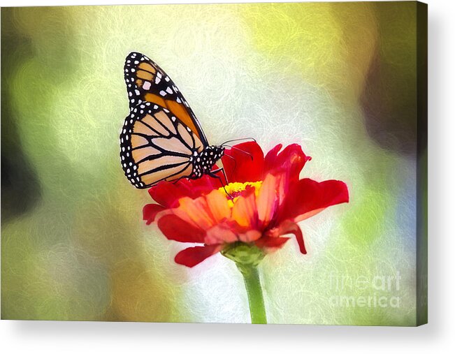 Nature Acrylic Print featuring the photograph A Monarch Moment by Sharon McConnell