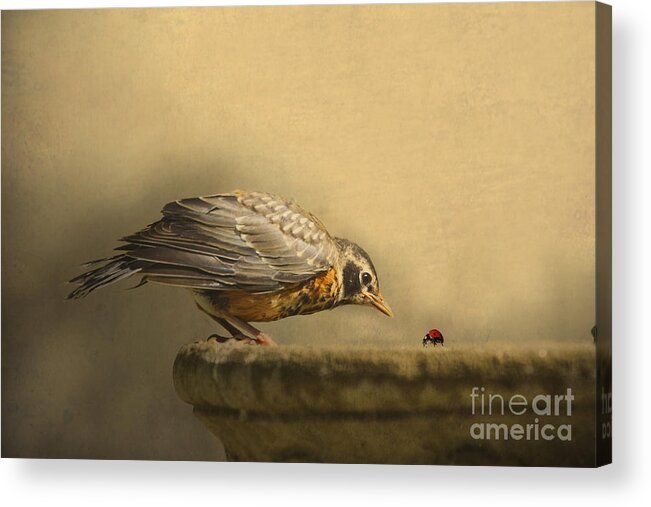 Bird Acrylic Print featuring the photograph A New Day by Jan Piller