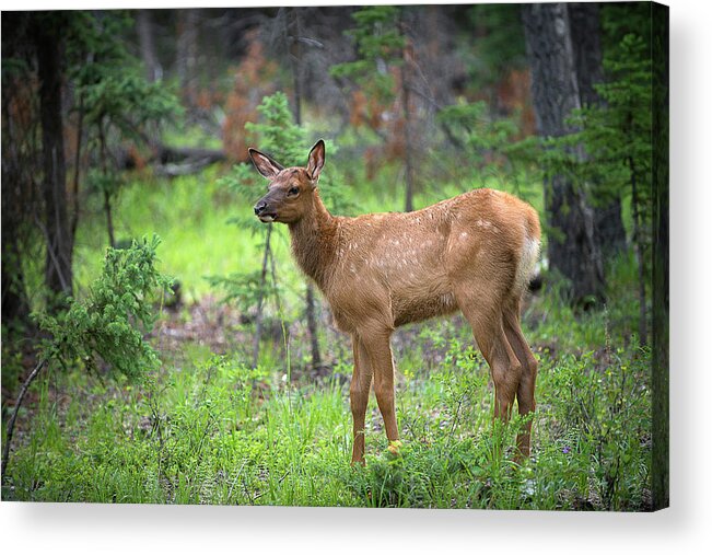 Elk Acrylic Print featuring the photograph A Newborn Elk by Bill Cubitt
