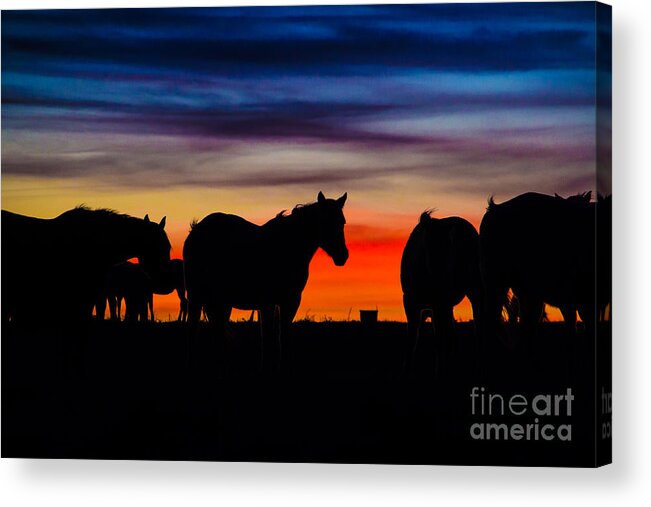 Sunset Acrylic Print featuring the photograph A Painted Sky by Jim McCain