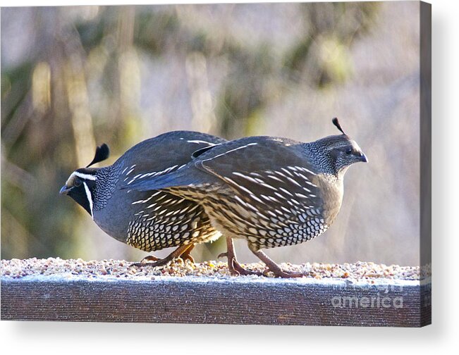 Photography Acrylic Print featuring the photograph A Pair of Quail by Sean Griffin