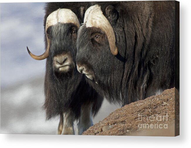 Musk Ox Acrylic Print featuring the photograph A Penny for Your Thoughts by Tim Grams