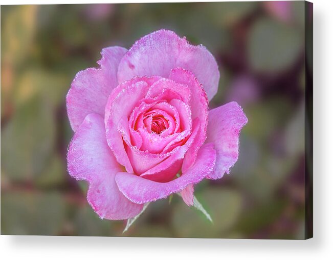 Rose Acrylic Print featuring the photograph A pink rose kissed by morning dew. by Usha Peddamatham
