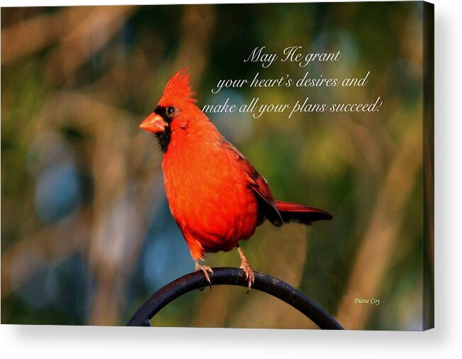 Cardinal Red Bird Bright Brilliant Showy Fowl Pray Prayer Desires Plans God Almighty Succeed Midwest Acrylic Print featuring the photograph A Prayer For You by Diane Lindon Coy