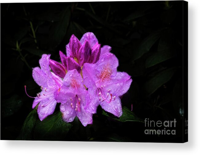 Rhododendron Bush Acrylic Print featuring the photograph A Rhododendron flower by Dan Friend