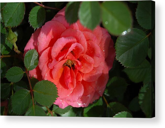 Rose Acrylic Print featuring the photograph A Rose Among the Thorns by Helen Carson
