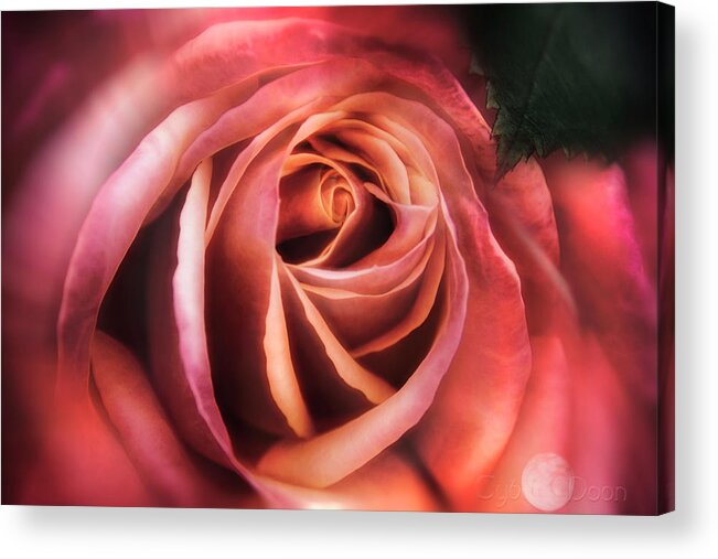 Acrylic Print featuring the photograph A Rose Is.. by Cybele Moon
