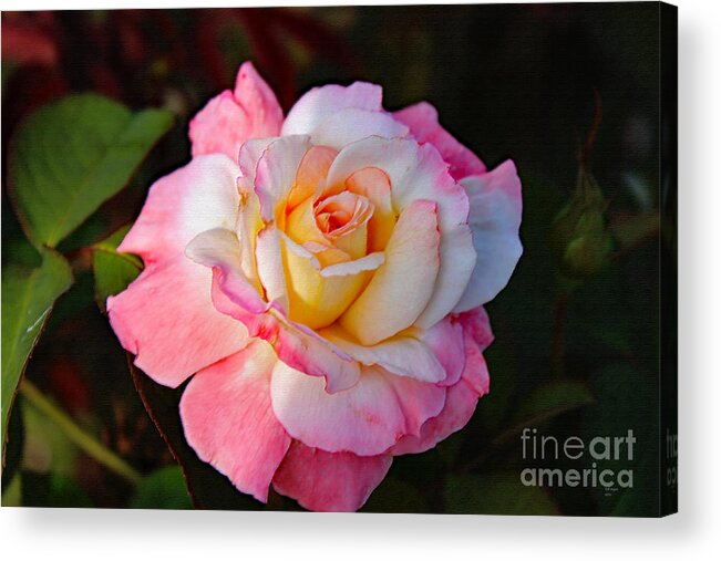 Art Acrylic Print featuring the photograph A Rose For You by DB Hayes