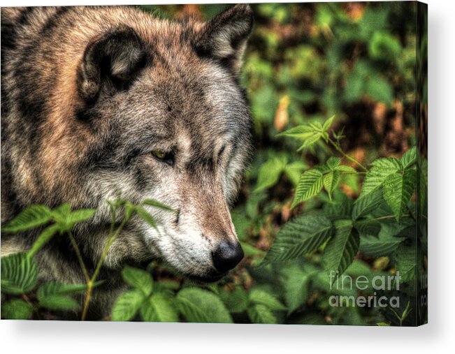 A Senior Citizen Of The Forest Acrylic Print featuring the digital art A Senior Citizen of the Forest by William Fields