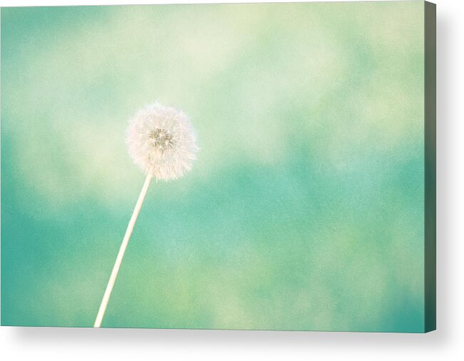 Dandelion Acrylic Print featuring the photograph A Single Wish by Amy Tyler