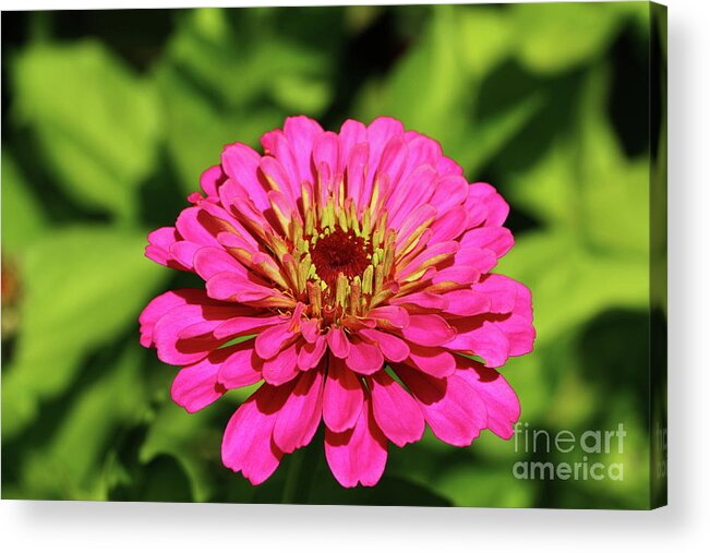  Animal Acrylic Print featuring the photograph A Slice Of Summer by Christiane Schulze Art And Photography