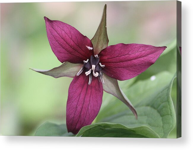 Trillium Acrylic Print featuring the photograph A spectacular finish by David Barker