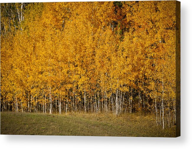 Trees Acrylic Print featuring the photograph A stand of Aspen by Albert Seger