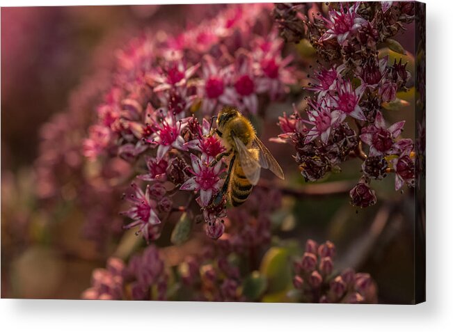 Bee Acrylic Print featuring the photograph A Summer Bee by Yeates Photography