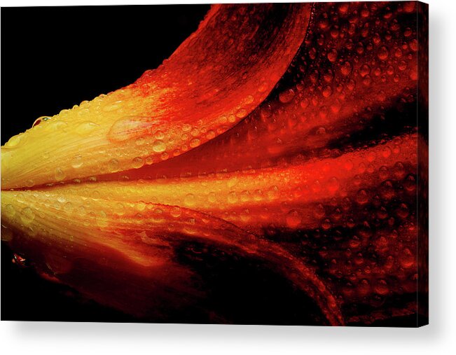 Lily Acrylic Print featuring the photograph A Summer Time Lily by Mike Eingle