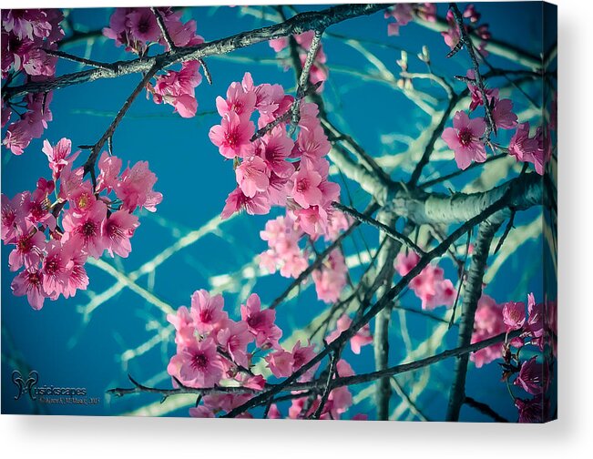 Flowers Acrylic Print featuring the photograph A Time to Blossom by Karen Musick