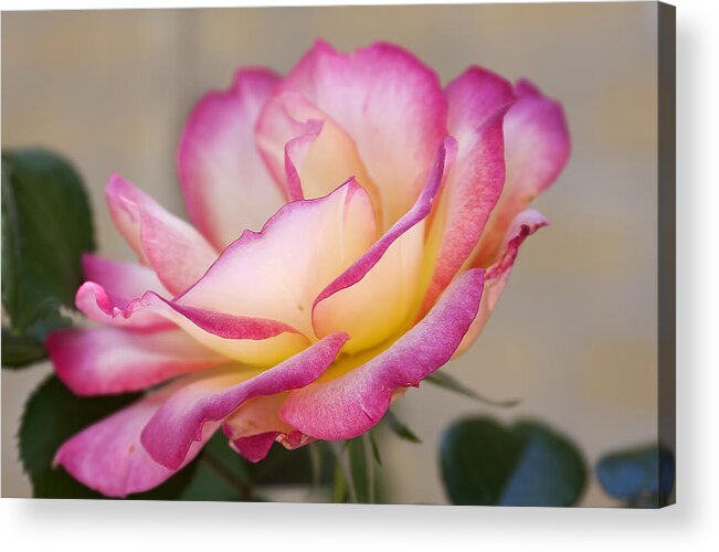 Rose Acrylic Print featuring the photograph A Vision by Joan Bertucci