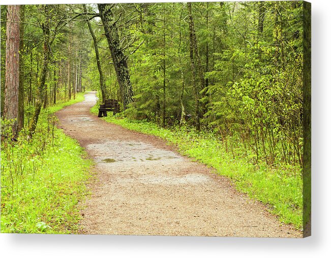 Spring Walk Acrylic Print featuring the photograph A Walk in the Woods by Nancy Dunivin